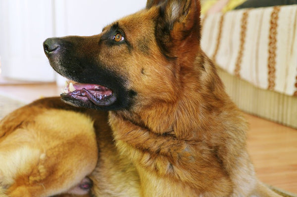 Can Drug Dogs Smell Carts? - Secret Nature