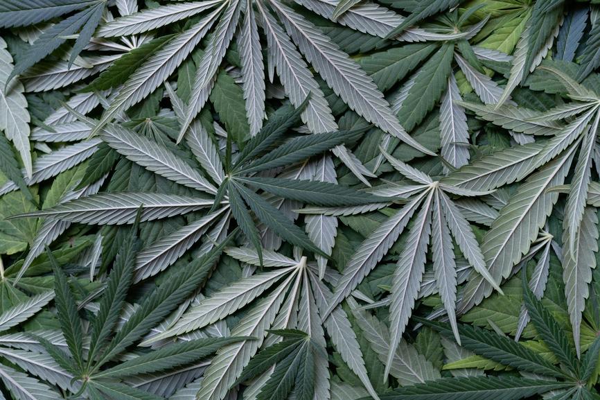 Cannabis-Derived Terpenes vs. Botanical Terpenes in CBD Vapes - Secret Nature
