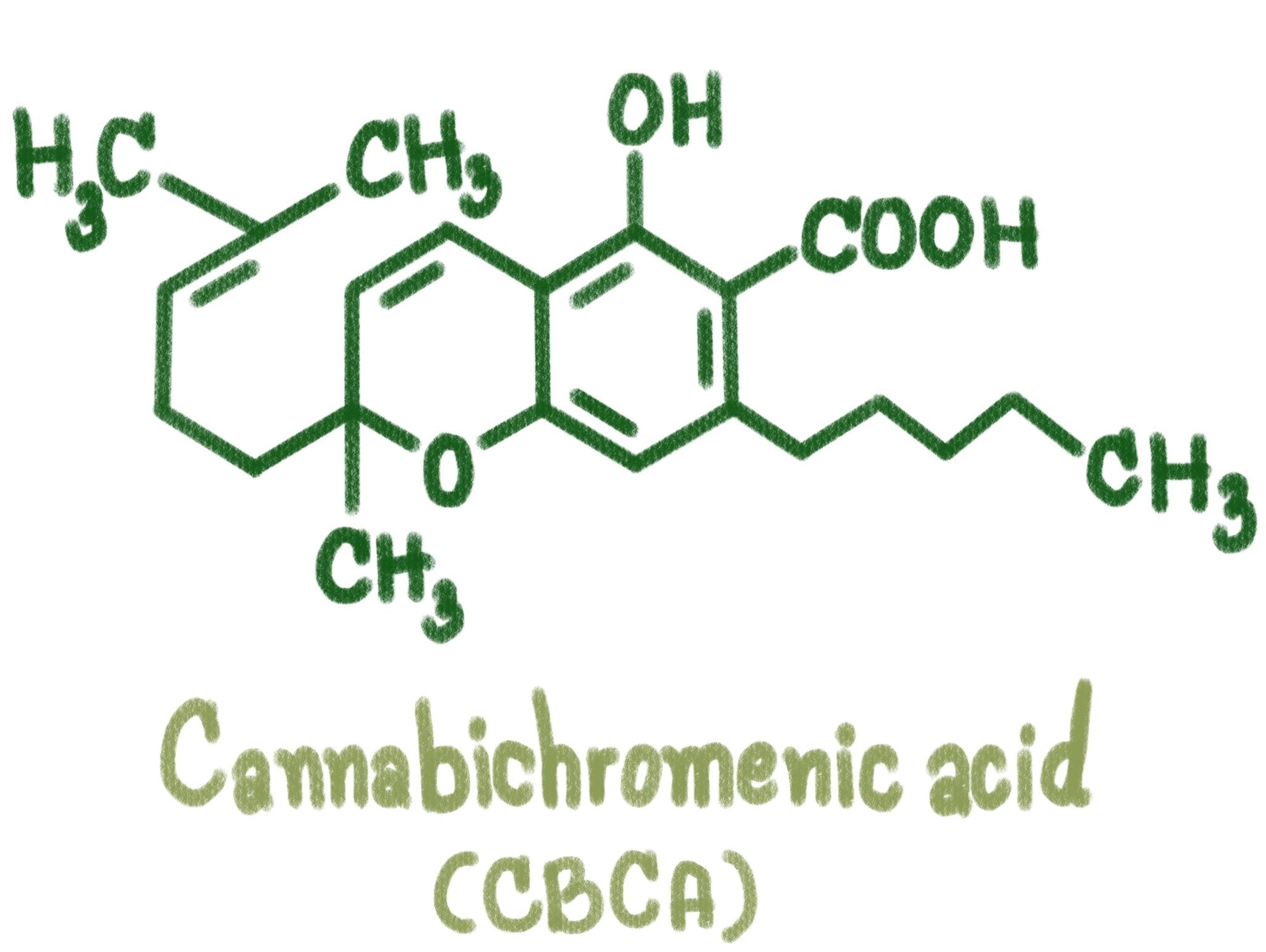 CBCA (Cannabichromenic Acid) Guide - Secret Nature