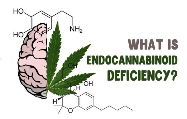 Secret Nature Explains CBD’s Impact On Endocannabinoid Deficiency - Secret Nature