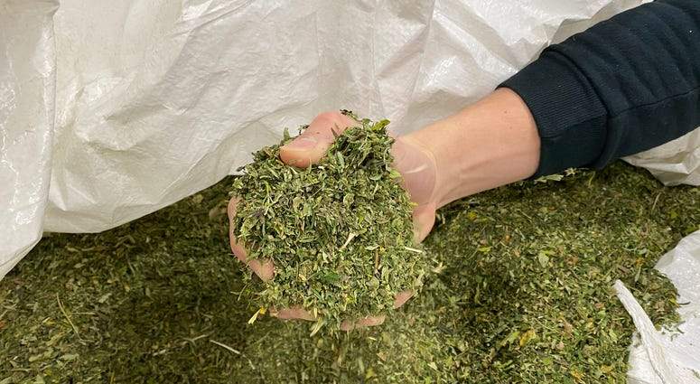 What Is Hemp Biomass? Everything You Need to Know - Secret Nature